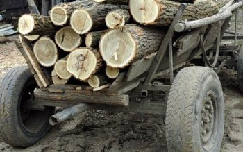 Prinşi la furat lemne pe …