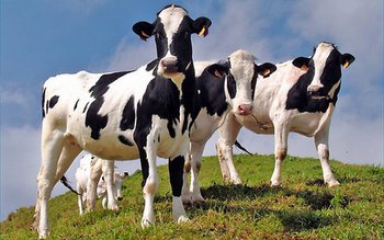 Guvernul a aprobat valoarea subvenţiei …