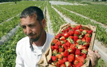 Aţi lucrat legal în Spania?