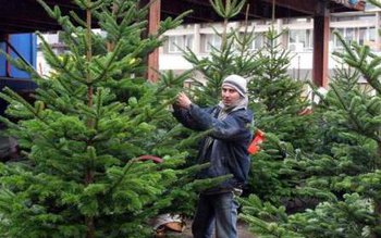 400 de brazi scoși la …