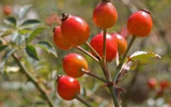 Direcţia Silvică Botoșani exportă peste …