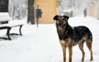 Florin Ghiorghiţă, dar în judecată …