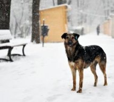 Florin Ghiorghiţă, dar în judecată de iubitorii de animale