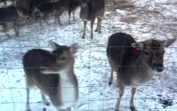 Cerbi lopătari din Suedia cumpărați …