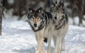 Sub asediul lupilor. Lupi văzuţi …