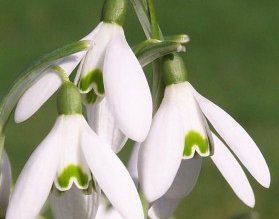 Primarul Cătălin Flutur urează tuturor …