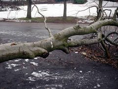 Copaci doborâţi de vânt în …