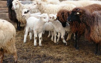 Suspecţi de săvârşirea unor infracţiuni …