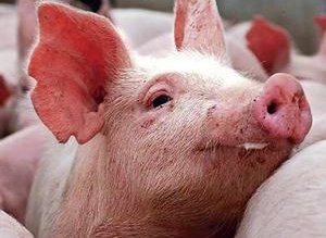 A apărut primul caz de …