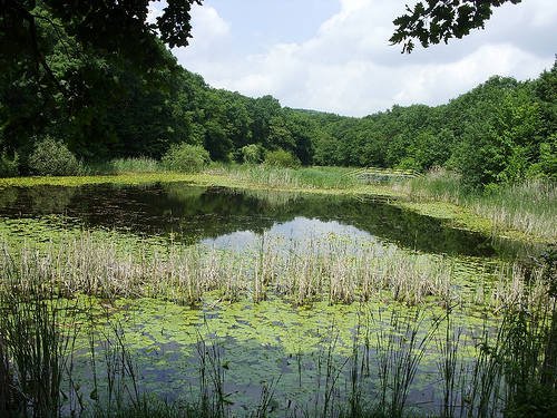 Mihai Ţîbuleac speră ca Lacul cu nuferi să treacă în domeniul public în cel mult un an de zile