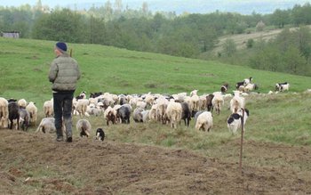 S-a refugiat la o stână …
