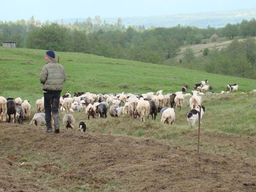 S-a refugiat la o stână ca să scape de închisoare