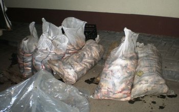 Peştele fără documente i-a adus …