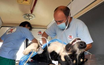 Medici veterinari americani vin la …