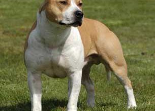 Câine agresiv abandonat de proprietar