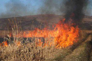 Incendiu de vegetaţie uscată la Vlăsineşti