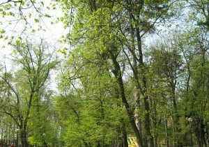 Municipalitatea va stropi parcurile cu …