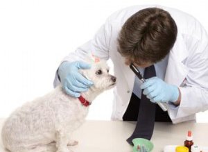 Post de medic veterinar scos …