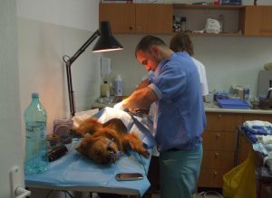 A început campania de sterilizare …