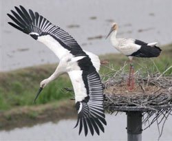 “Paraberze” de circa 700.000 lei …