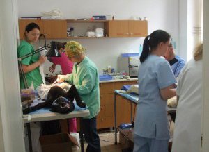 Campania de sterilizare a cățeilor …