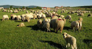 Crescătorii de ovine şi caprine din Botoşani riscă să-şi piardă subvenţia
