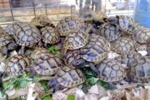 Contrabandă cu broaşte ţestoase