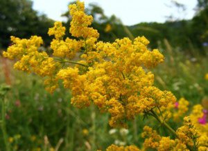 Superstiţii de Sânziene: Fetele se …