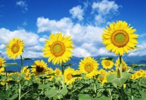 Șase milioane de euro investesc …