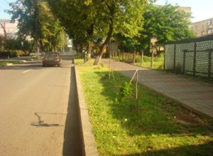 Copaci distruşi pe strada Bucovina …