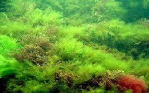 Algele marine mai bune ca …