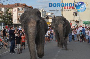Dorohoi: Elefanţii Circului Gartner pe străzile orașului [FOTO]