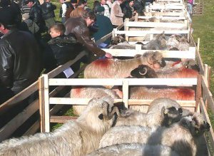 Florin Ţurcanu: „Zona Botoşaniului va …