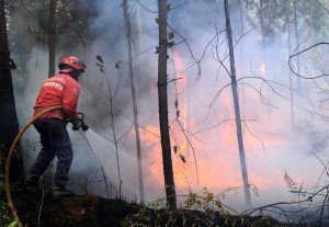 Incendiul de pădure de la Suliţa provocat de un fumător neglijent