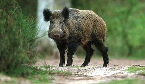 17 persoane din Suceava au …