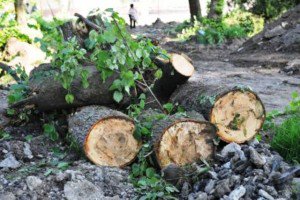 Indignare: Arbori seculari ocrotiţi de …