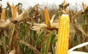 Hoţi prinşi în flagrant la …