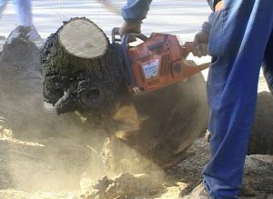 Copacii care au fost tăiaţi …