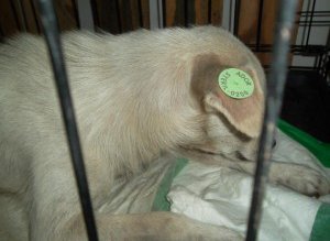 Cateii sterilizati sunt prinsi in …