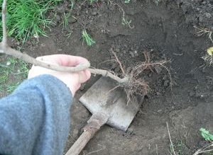 Peste 2000 de copaci vor …