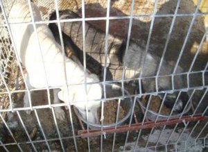 Primarul Portariuc invită ADOR să …