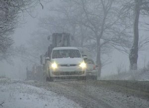 Cod galben de ninsori şi …