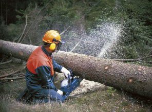 Firmă austriacă angajează şapte drujbişti. …