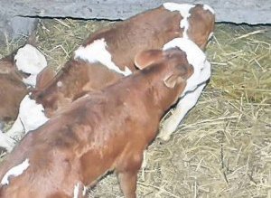 Bărbat arestat după ce a …