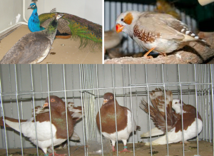 Expoziție cu păsări vii la …