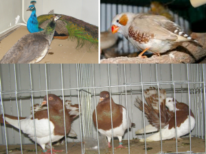 Expoziție cu păsări vii la Muzeul de Științele Naturii din Dorohoi