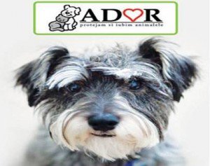 Asociația Ador depune amendamentele la primărie referitoare la modificarea hotărârii de consiliu local privind câinii comunitari