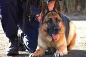 Autorul unui furt descoperit de câinele de urmă al Poliţiei de Frontieră