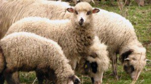 Cât va costa carnea de …