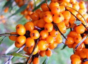 Cătina, cel mai bun antioxidant, …